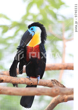 ヒムネオオハシ 9740331