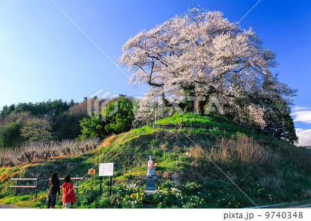 苗代桜 苗代桜 9740348