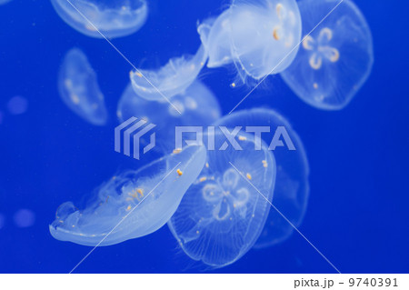 Jellyfish 9740391