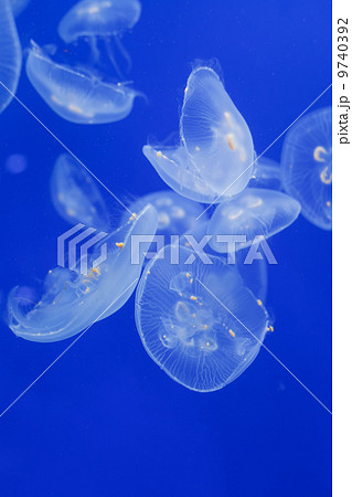 Jellyfish Jellyfish 9740392