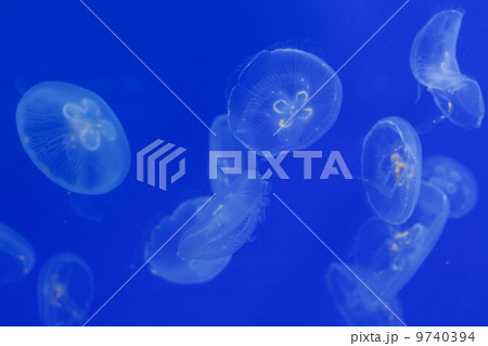 Jellyfish Jellyfish 9740394