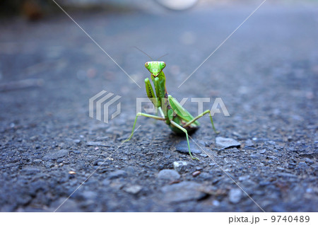 カマキリのファイティングポーズ 9740489