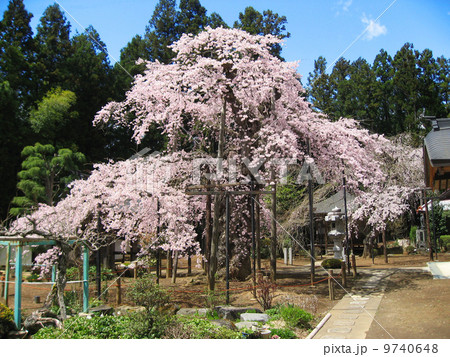 愛蔵寺の護摩桜 9740648