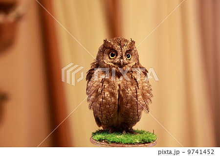 ミミズク ふくろう 猛禽類 ヨーロッパコノハズク 雛 ミミズク ふくろう 猛禽類 ヨーロッパコノハズク 雛 9741452