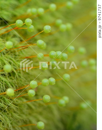 タマゴケ タマゴケ 9741737