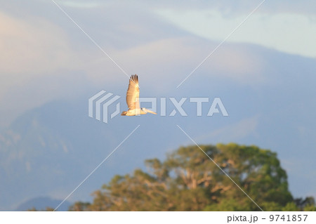 ホシバシペリカンの飛翔 ホシバシペリカンの飛翔 9741857