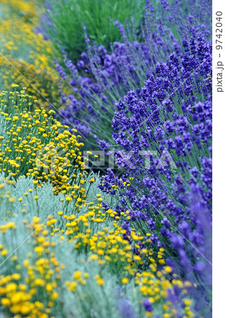 ラベンダー 9742040