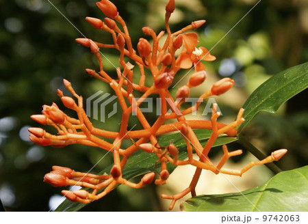 メデイニラ・スコルテキニ 9742063