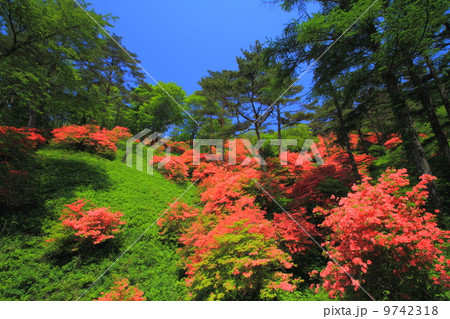 徳仙丈山のツツジ 9742318