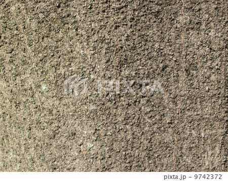 シラカシの木 シラカシの木 9742372