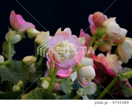 リーガースベゴニアクリスティン リーガースベゴニアクリスティン 9742489