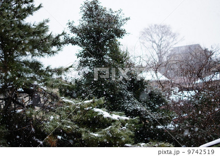 重い雪に耐える木 重い雪に耐える木 9742519