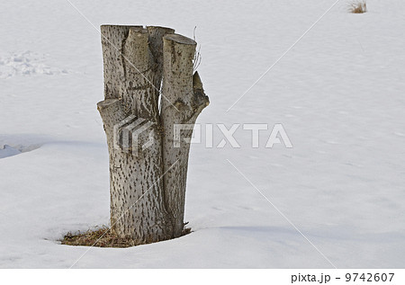 雪の中の切り株 雪の中の切り株 9742607