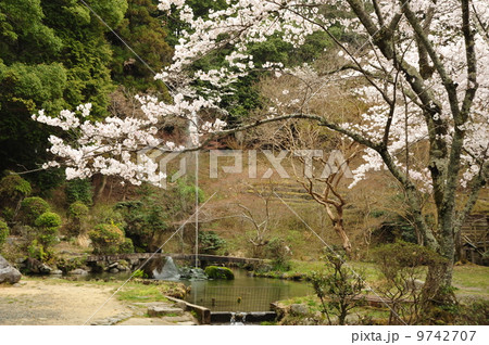 京都 三宅八幡宮の庭園 京都 三宅八幡宮の庭園 9742707