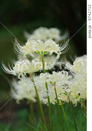 シロバナマンジュシャゲ 9742712