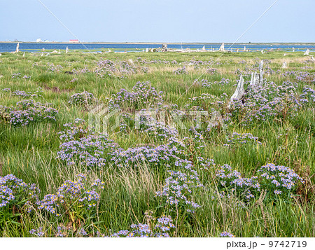 野付半島　トドワラ 9742719