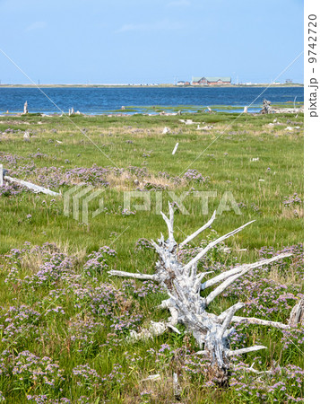 北海道　野付半島　トドワラ 9742720
