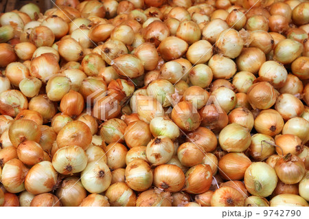 lot of onions 9742790