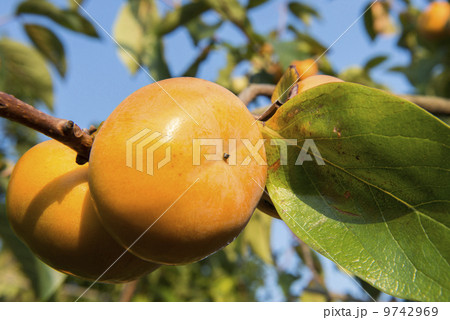 富有柿 富有柿 9742969