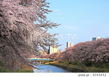 逢瀬川の桜並木 9743452