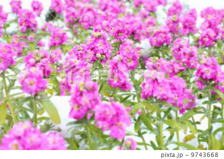 満開の花「ストック」 9743668