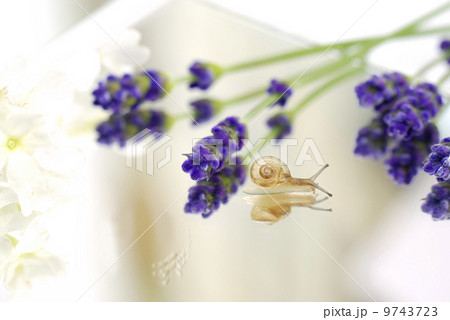 かたつむり 9743723