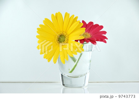 ピンクと黄色のガーベラの花びらのフラワーアレンジメント 9743773