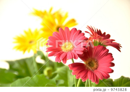 ピンクと黄色のガーベラの花びらの写真素材