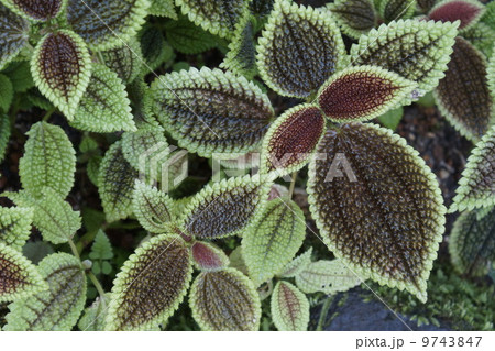 ピレア・ムーンバレー 9743847