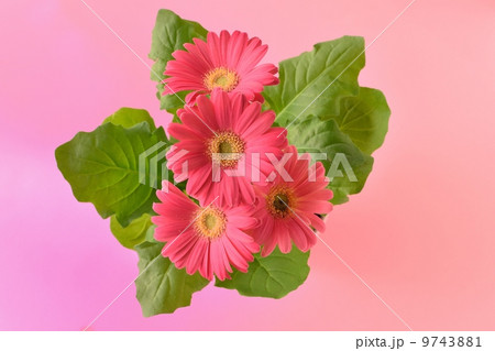 ピンクのガーベラの花の素材 9743881