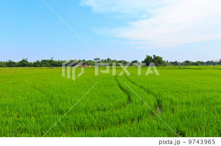 Natural field of rice. Natural field of rice. 9743965