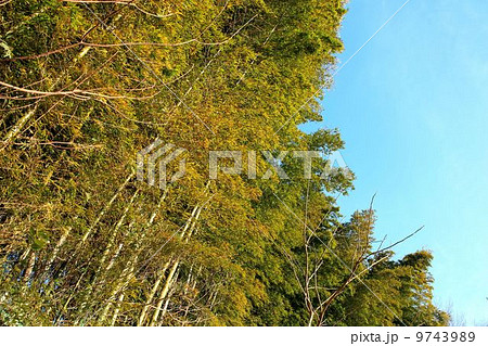 青空の竹林 9743989