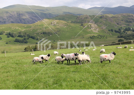 羊の群れ　a flock of sheep 9743995