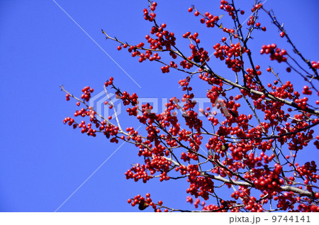 ウメモドキ ウメモドキ 9744141