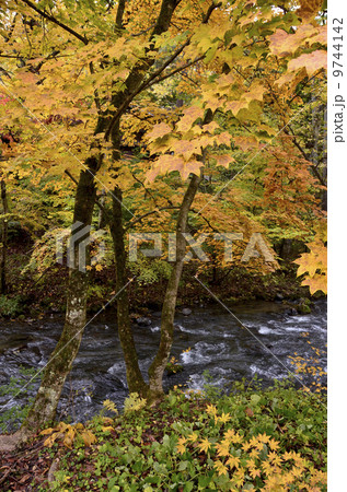 小川と紅葉 9744142