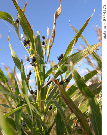 色づいた秋のハトムギ 色づいた秋のハトムギ 9744275