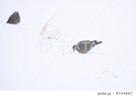 キジバト キジバト 9744697