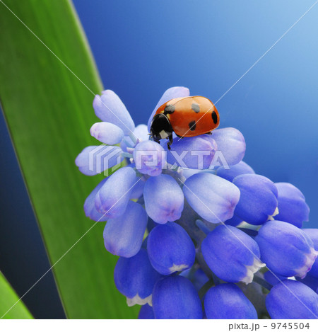 ladybug on flower ladybug on flower 9745504