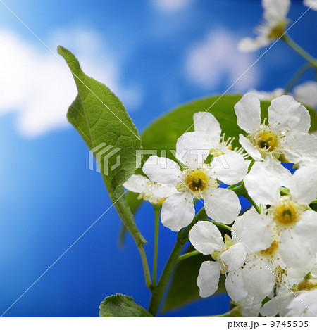 spring flower on sky beckground 9745505