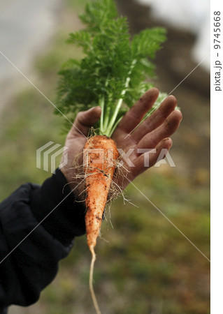 にんじん 9745668