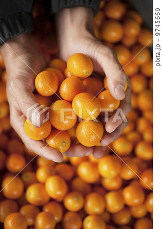 キンカン 9745669