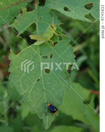 ウリハムシとイナゴ ウリハムシとイナゴ 9745832