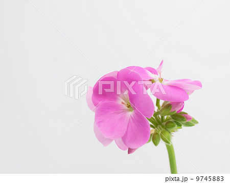 ゼラニウムの花と蕾 9745883