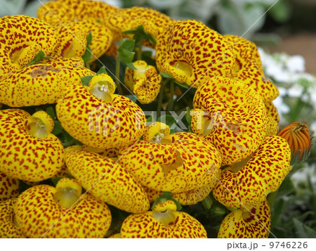 カルセオラリア 9746226