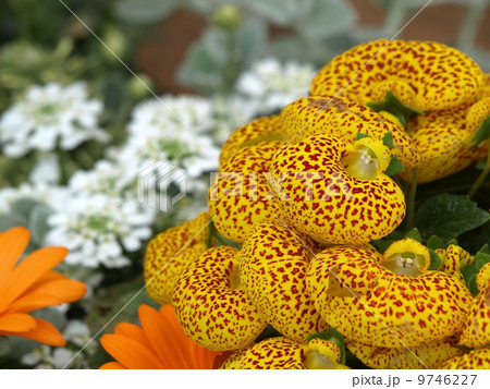 カルセオラリア 9746227