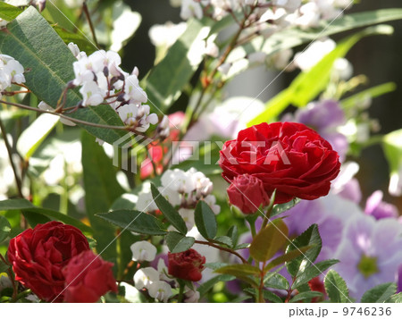 ミニ薔薇とハーデンベルギア ミニ薔薇とハーデンベルギア 9746236