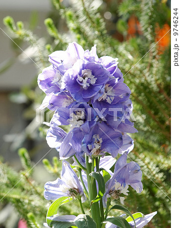 デルフィニューム 9746244