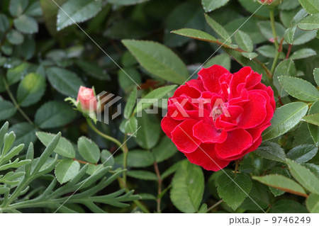 ミニ薔薇 ミニ薔薇 9746249