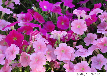 パンジー 9746496