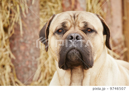 Dog in the farm 9746507